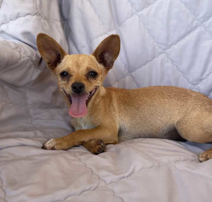 Photo of Belle