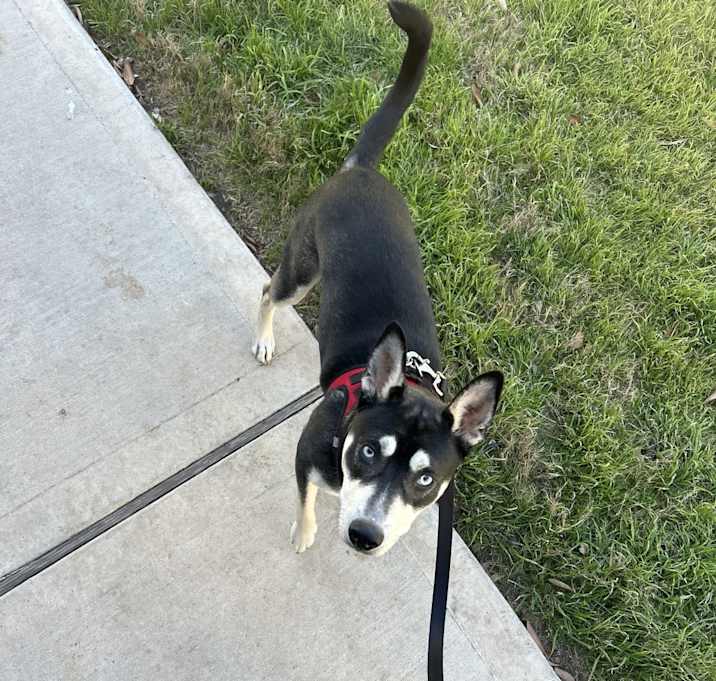 Photo of Ruby