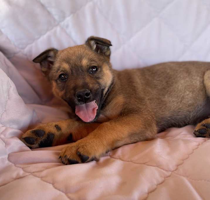 Photo of Penny
