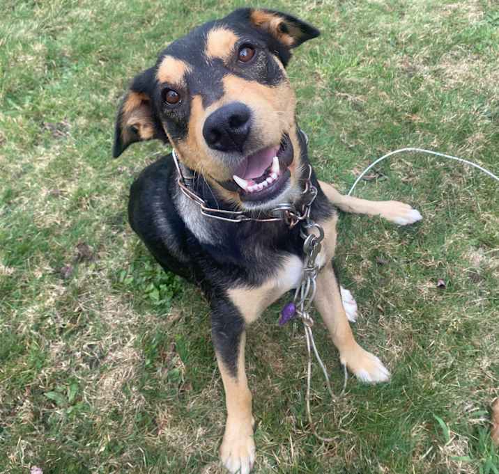 Photo of Sirocco (Sir-O)