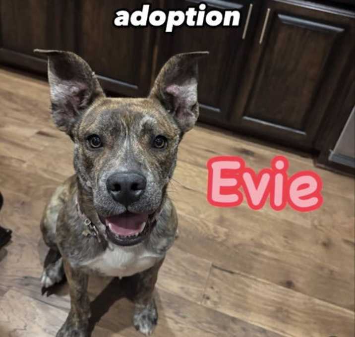 Photo of Evie