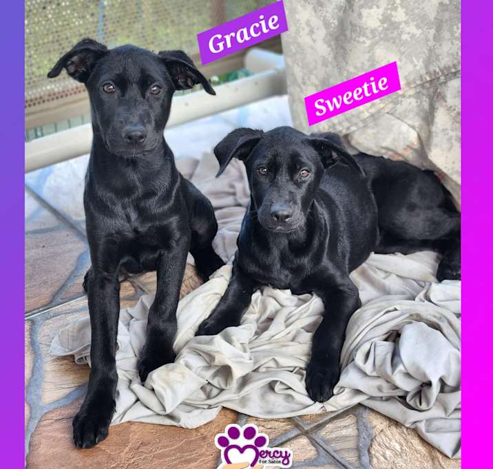 Photo of Gracie & Sweetie