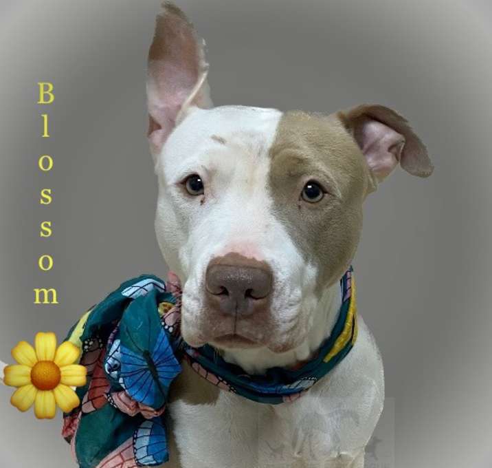 Photo of BLOSSOM