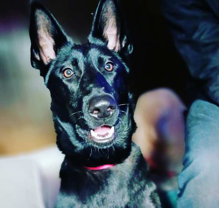 Photo of Bear