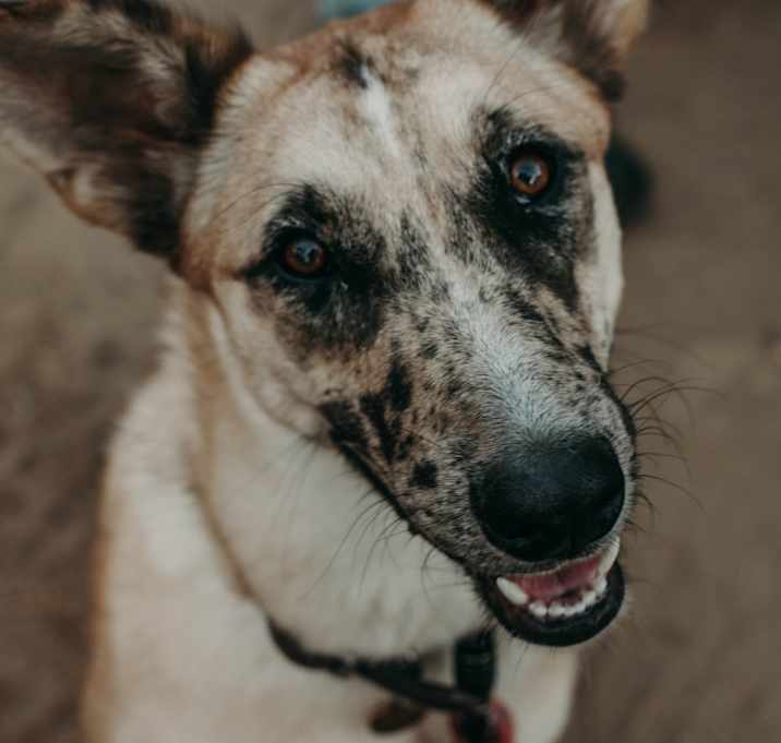 Photo of Scotti