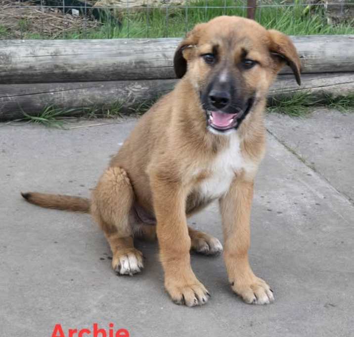 Photo of Archie