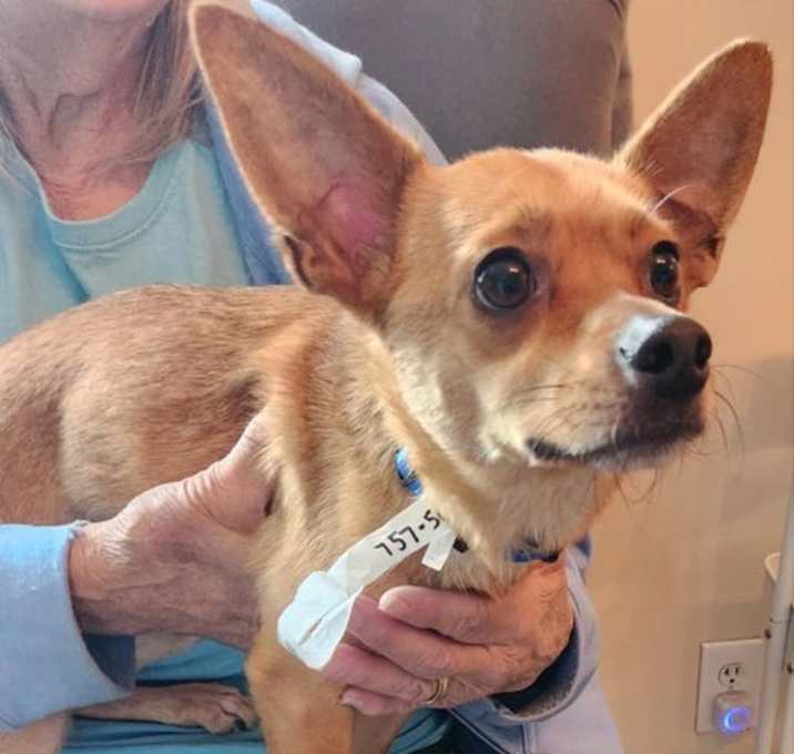 Photo of Charlie *Adopt or Foster*