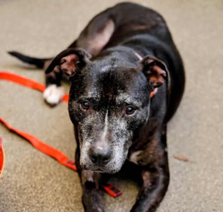 Photo of Sassy - IN FOSTER