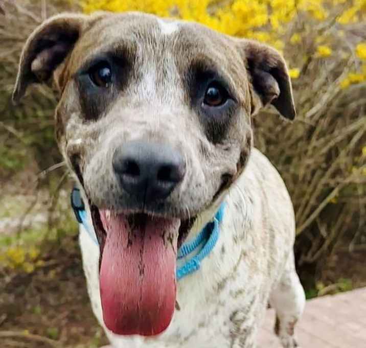 Photo of Pip
