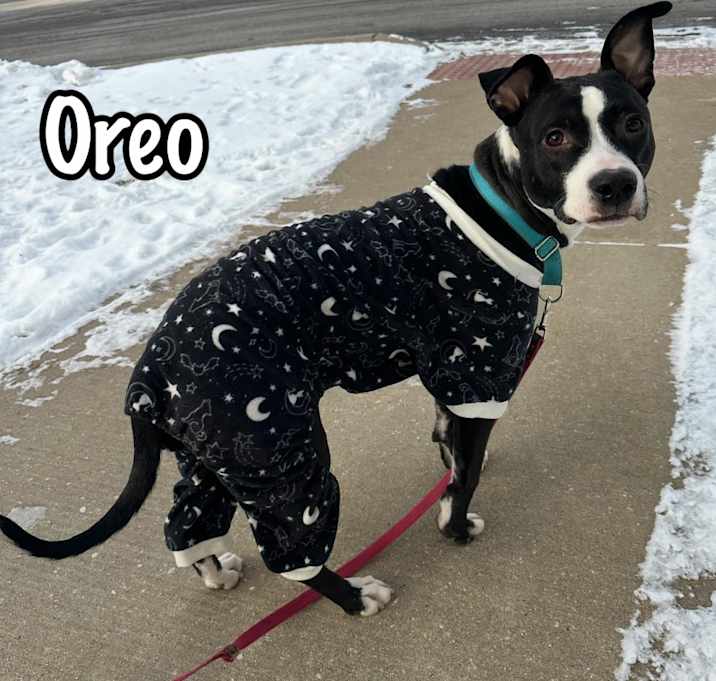 Photo of Oreo