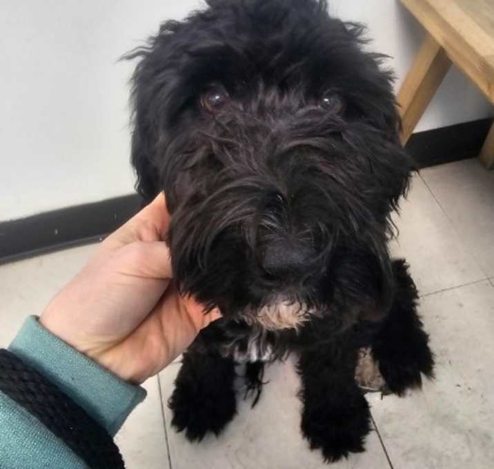 Photo of Bailey