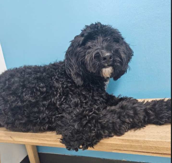 Photo of Bailey