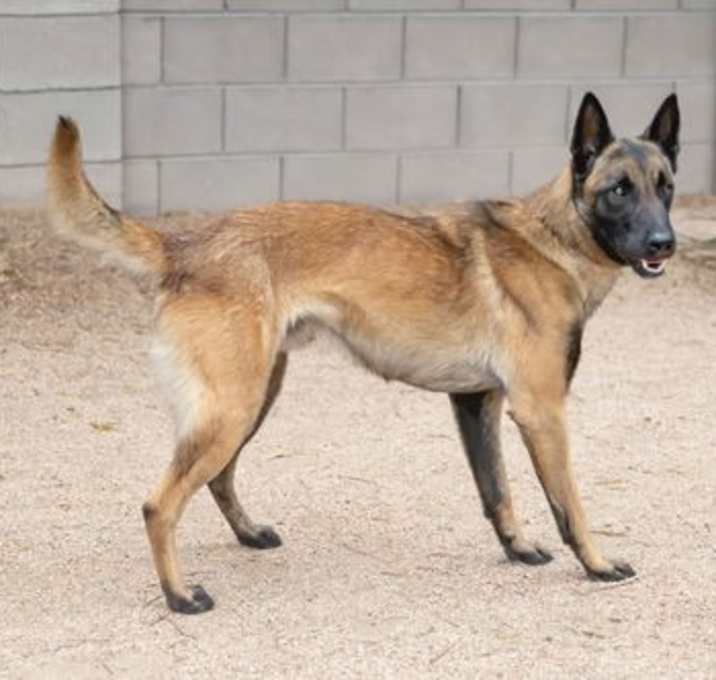 Photo of DION