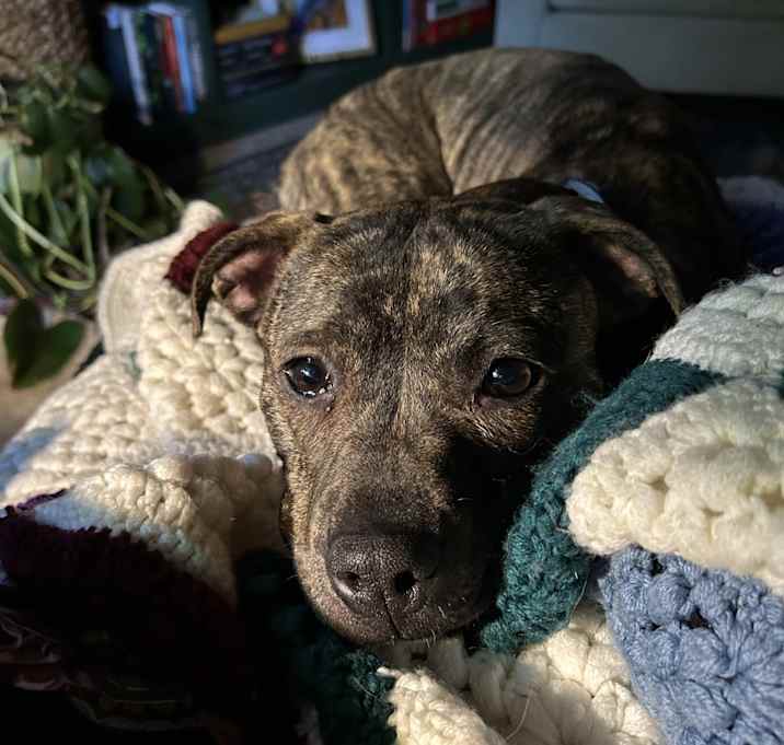 Photo of Ripley