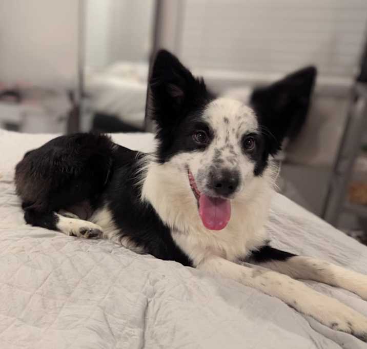 Photo of Arlo