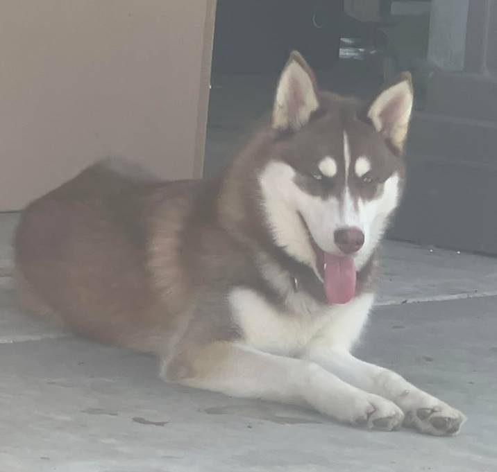 Photo of Rocky