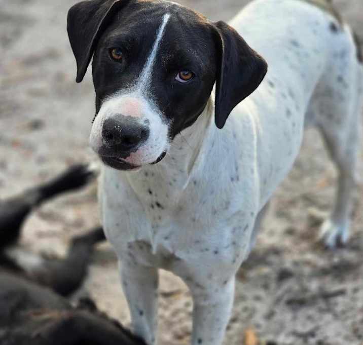 Photo of Darby