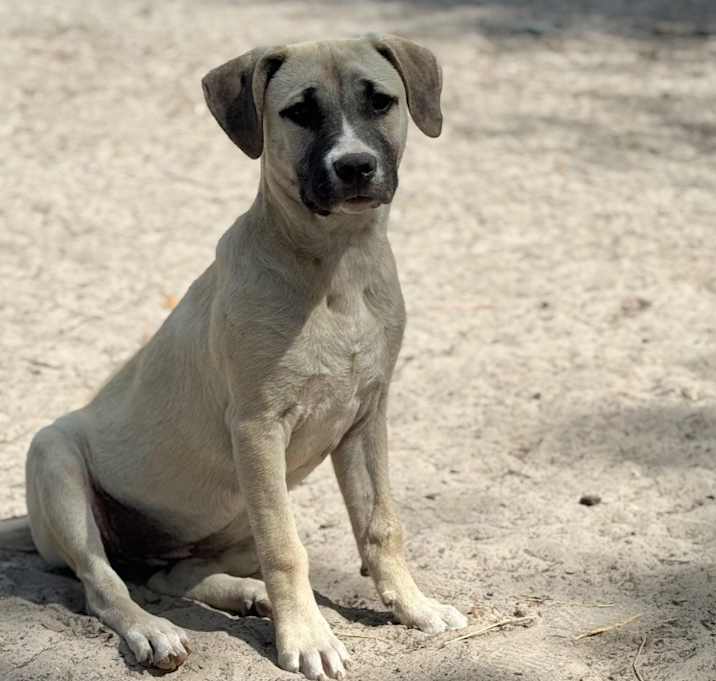 Photo of Sugar Plum