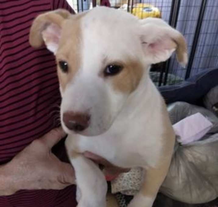 Photo of Lisa/Apollo