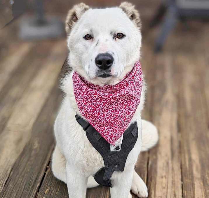 Photo of Sugar