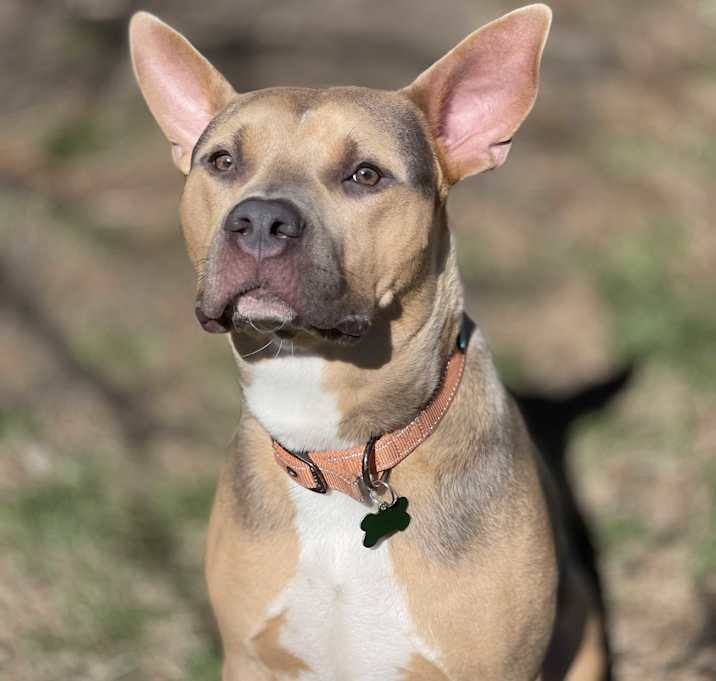Photo of Romeo
