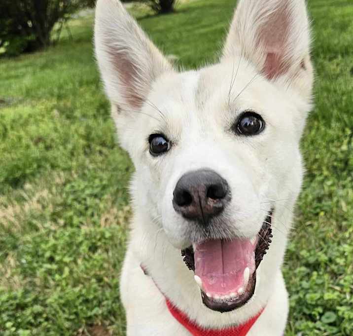 Photo of Octavian (7mo PUPPY)