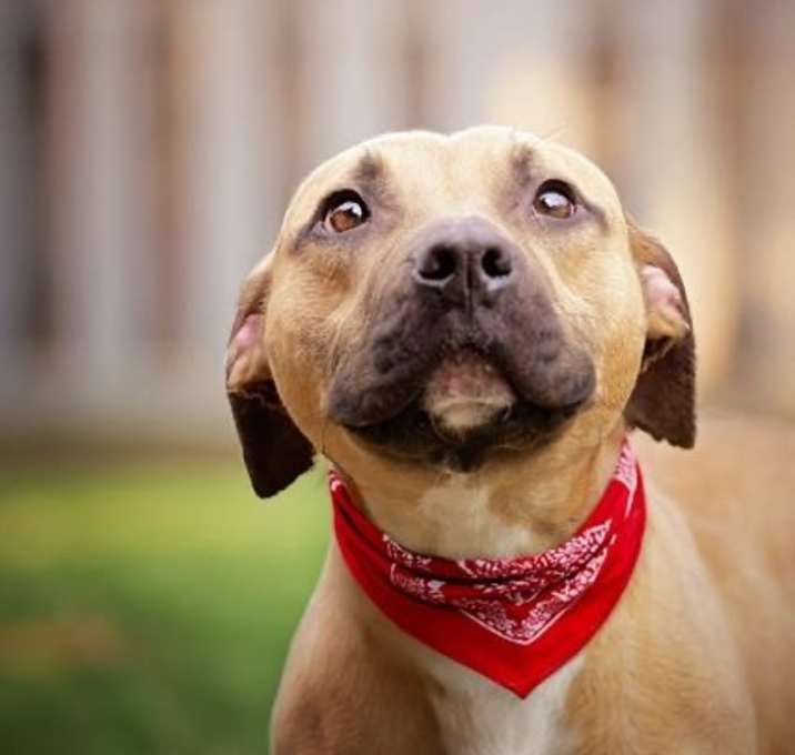 Photo of Rambo (Sponsored)