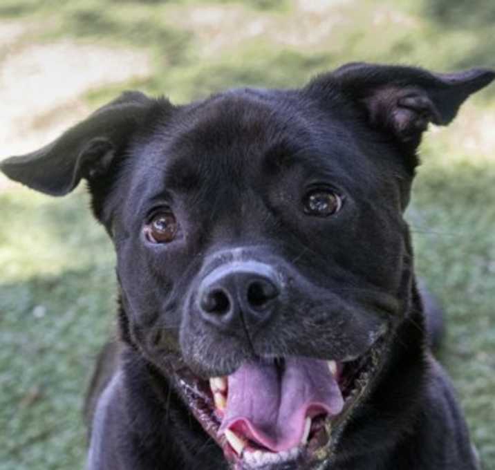 Photo of Thomas (Cocoa)