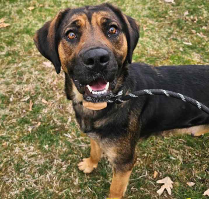 Photo of Beverly - Stray