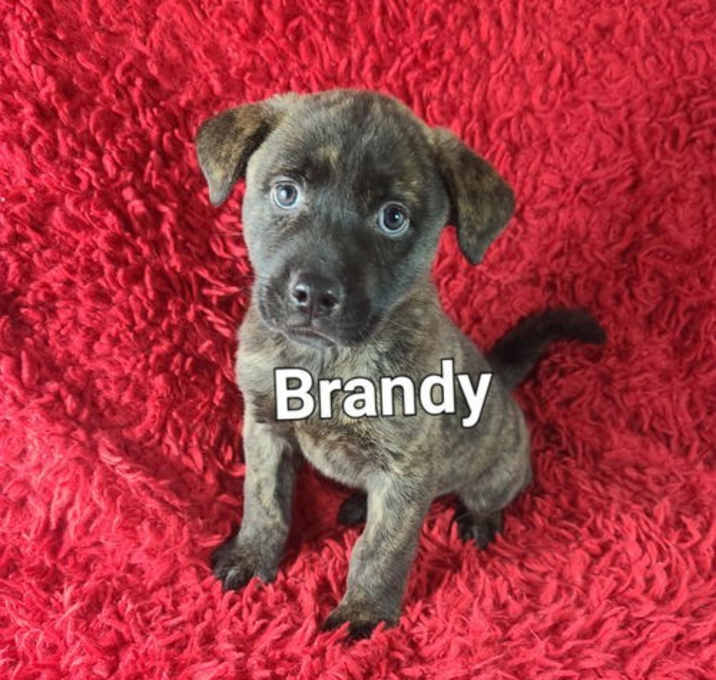 Photo of Brandy