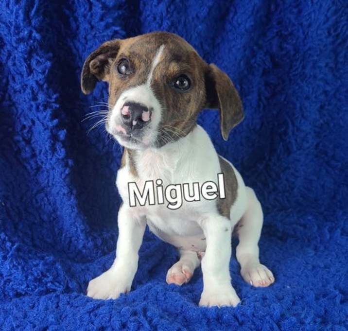 Photo of Miguel