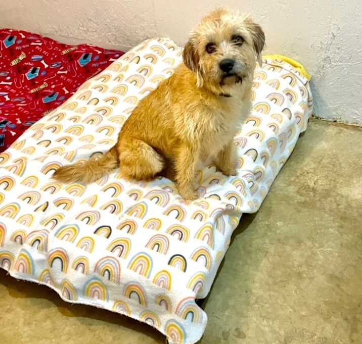 Photo of Benji