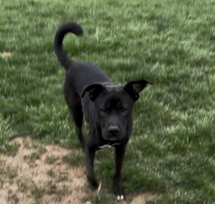 Photo of Atticus