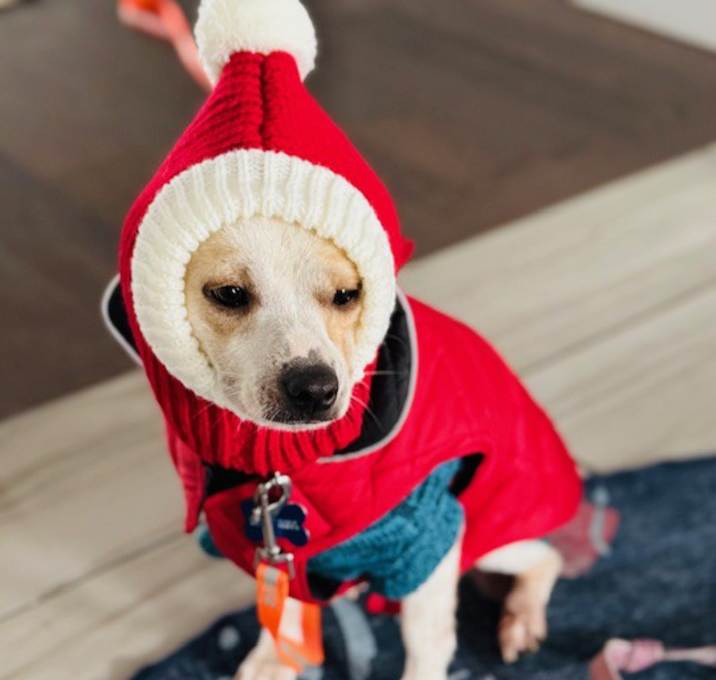 Photo of Rocket