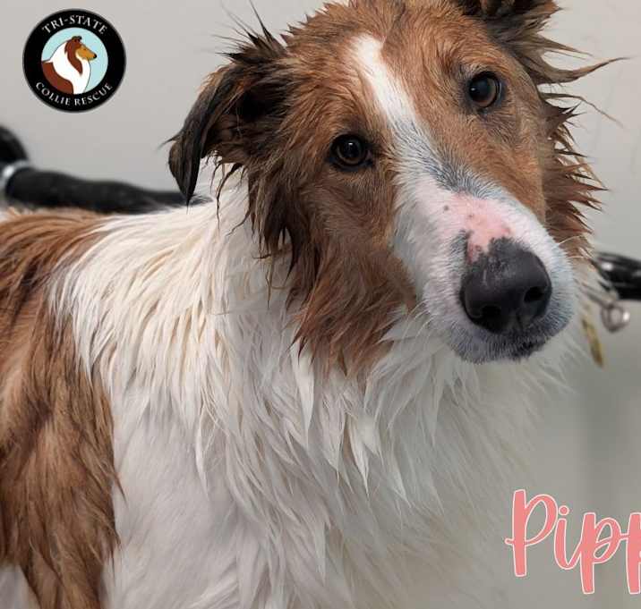 Photo of Pipi