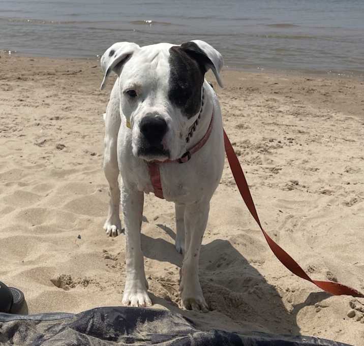 Photo of Gracie