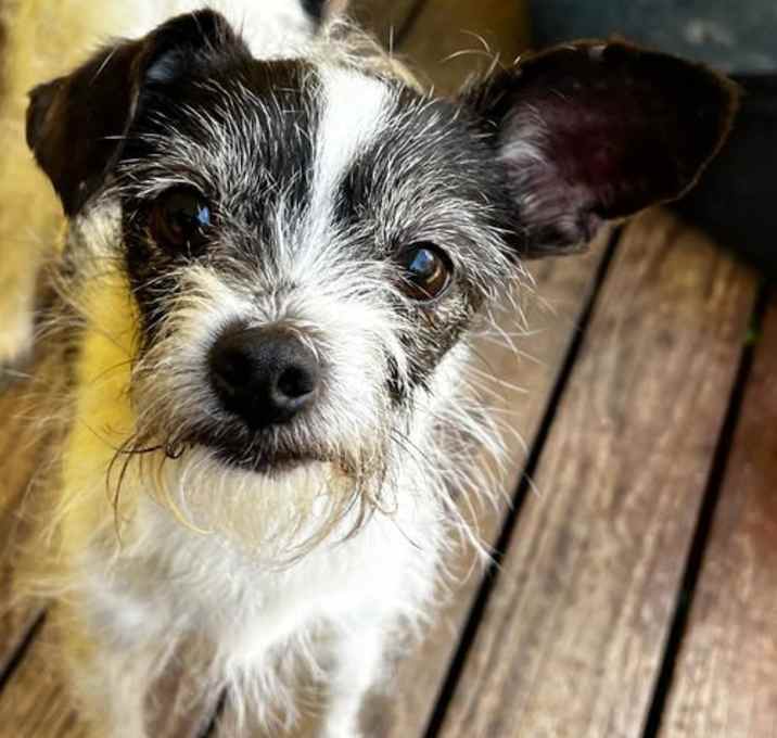 Photo of Leo a ChiPoo (Chihuahua-Poodle) Male
