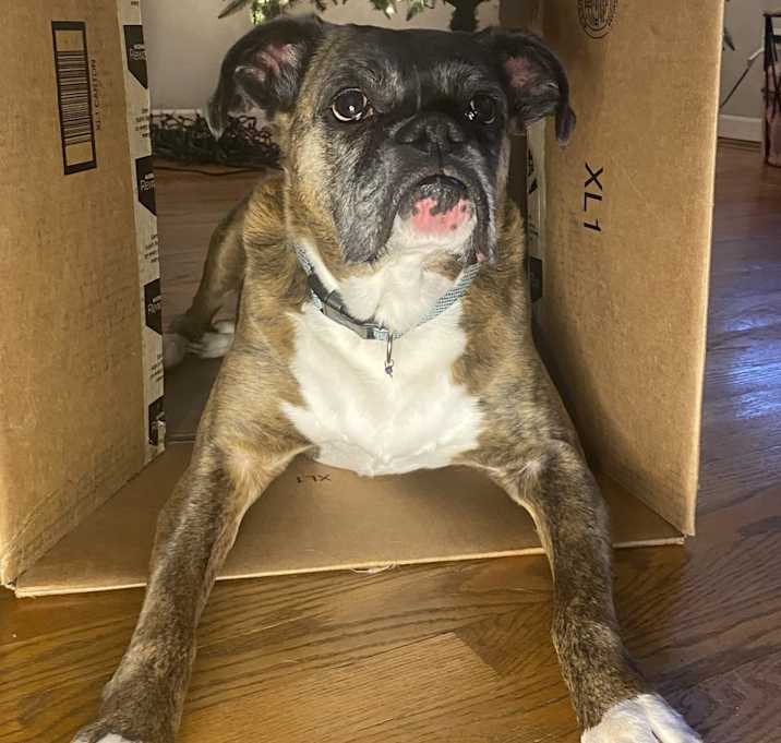 Photo of Roxy