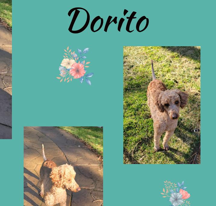 Photo of Dorito