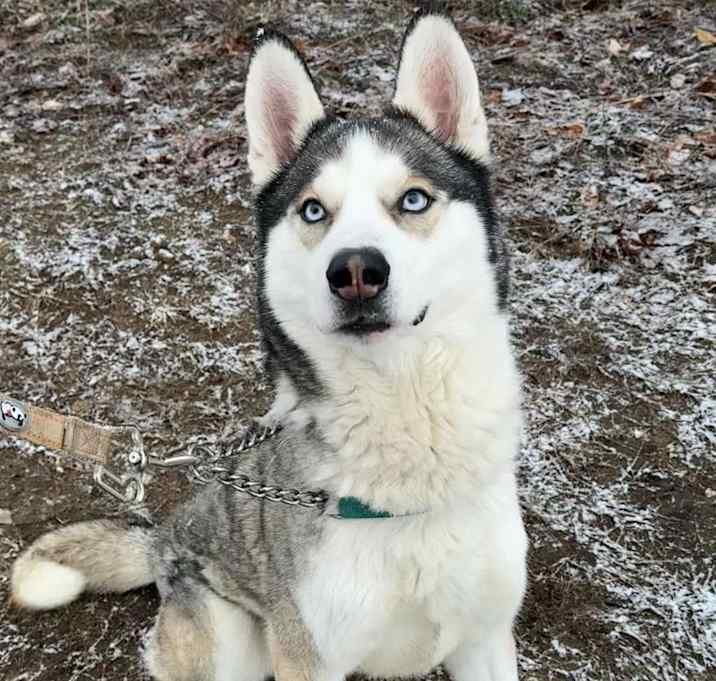 Photo of Harley