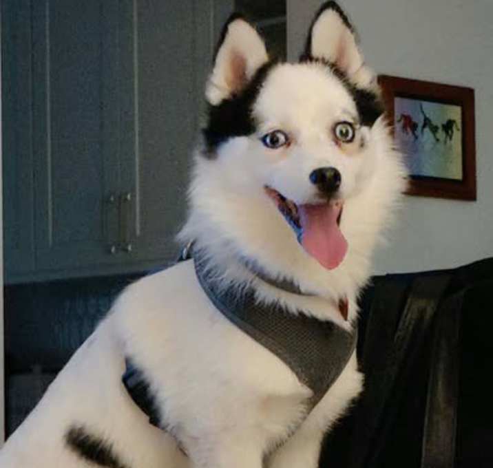 Photo of Jack