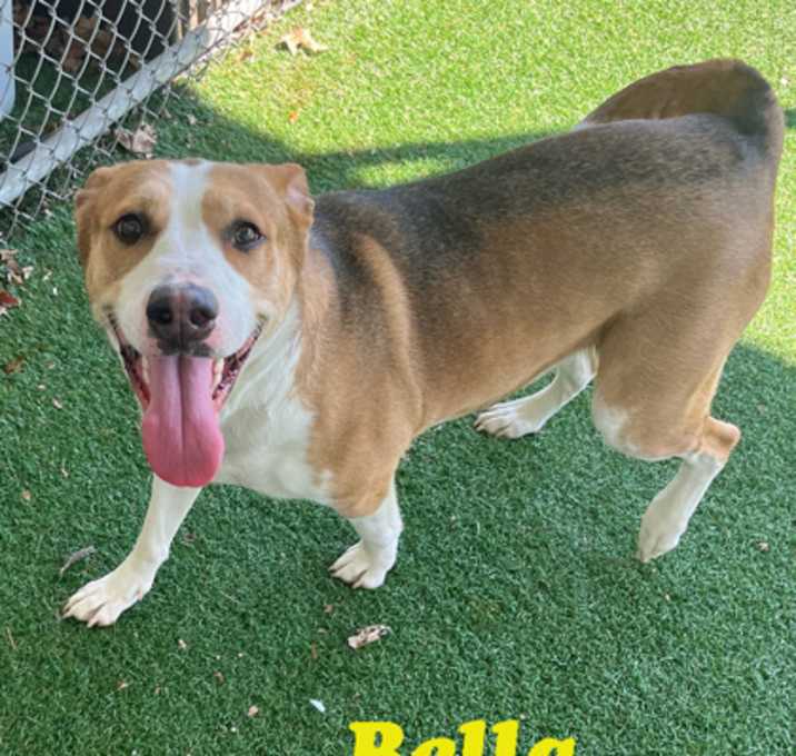 Photo of Bella