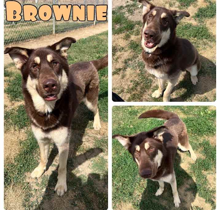 Photo of Brownie (SPONSORED)