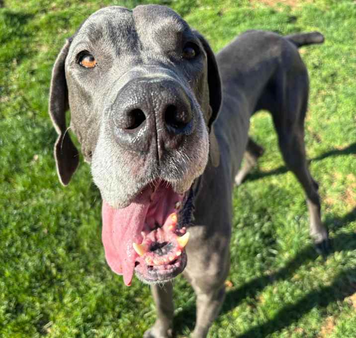 Photo of Blue