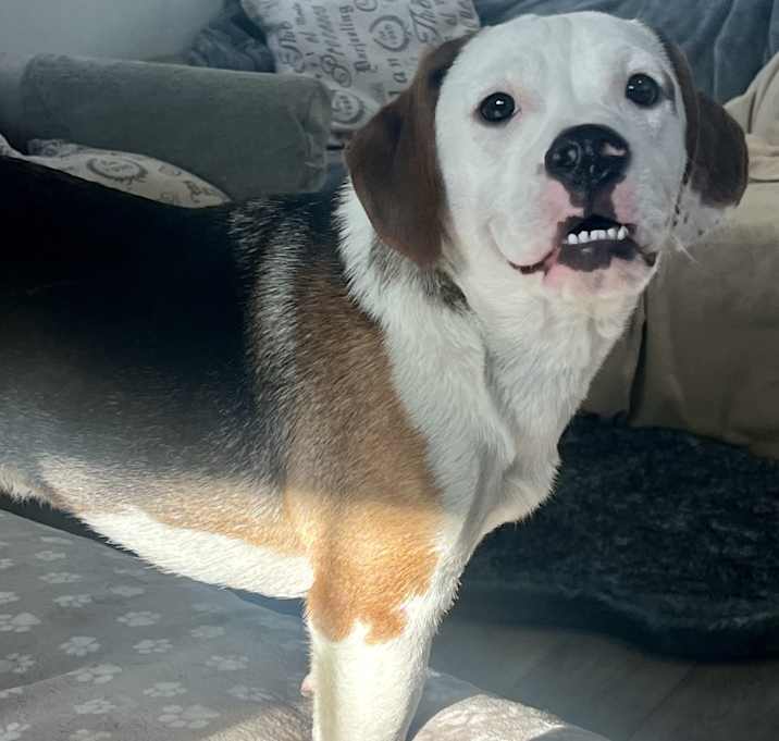 Photo of Rigby