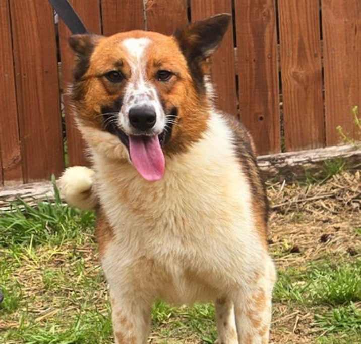 Photo of 250261  Sadie