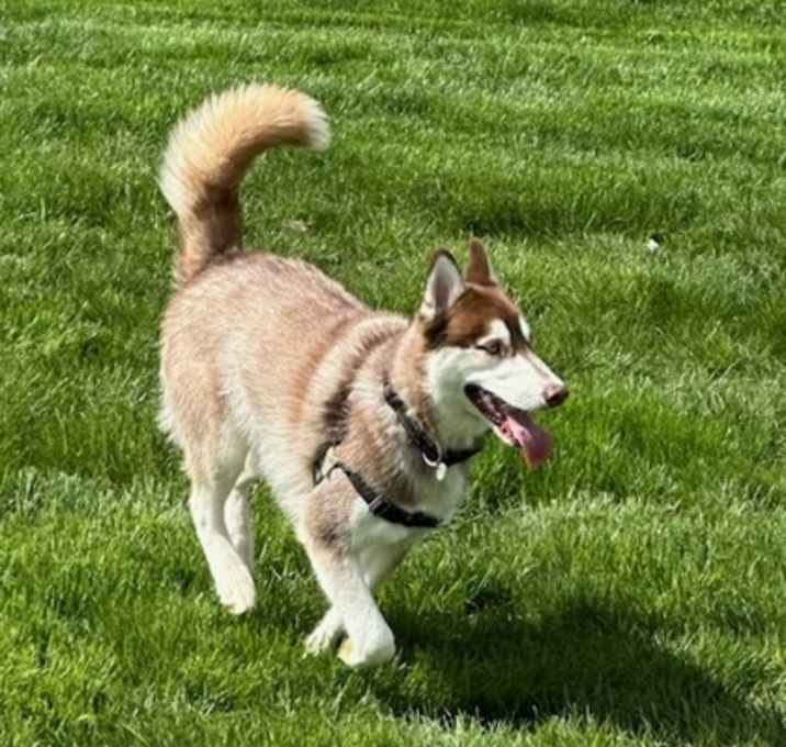 Photo of Joey
