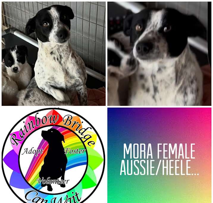 Photo of Mora
