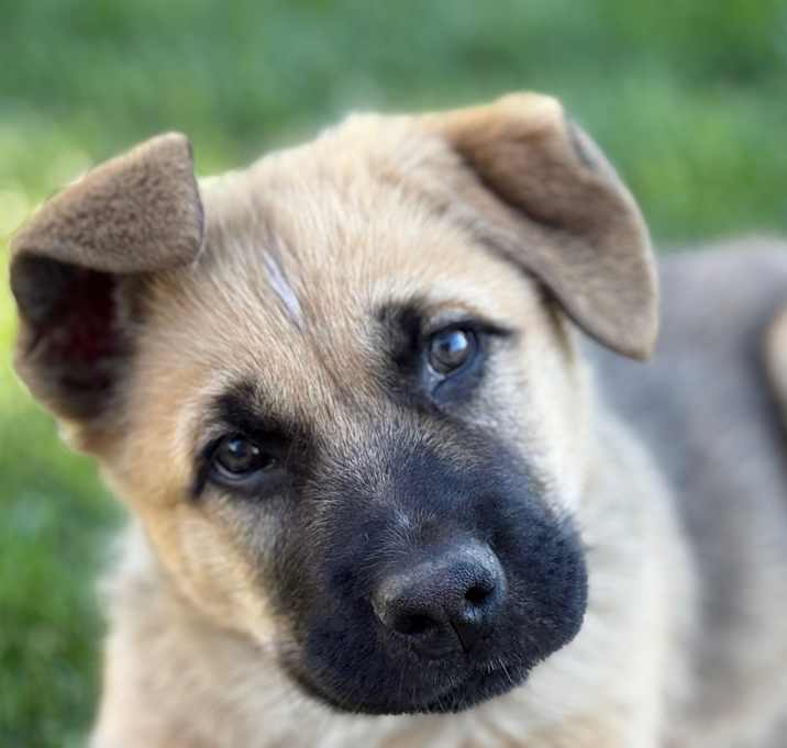 Photo of Teddy