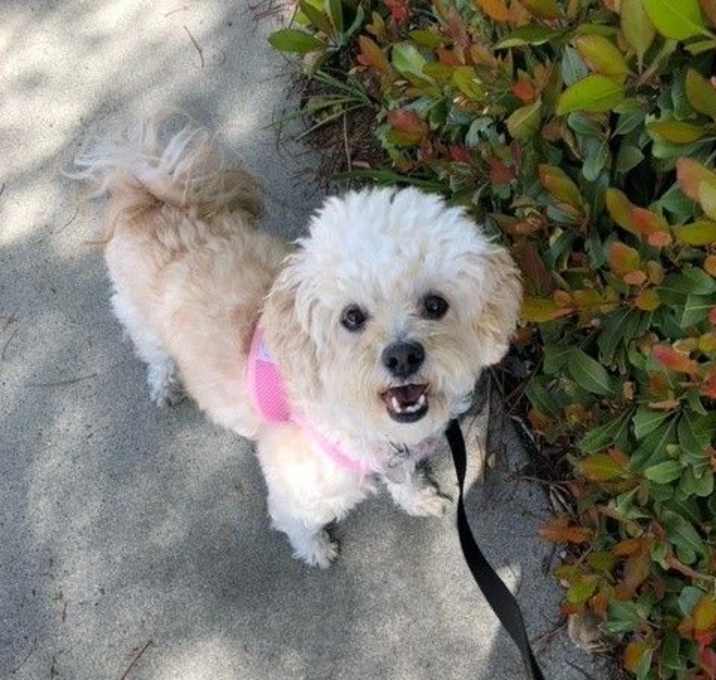 Photo of Millie